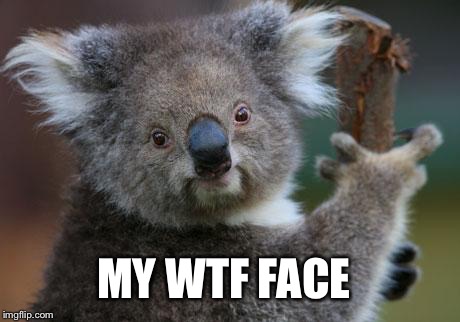 WTF Koala  | MY WTF FACE | image tagged in koala,animals | made w/ Imgflip meme maker
