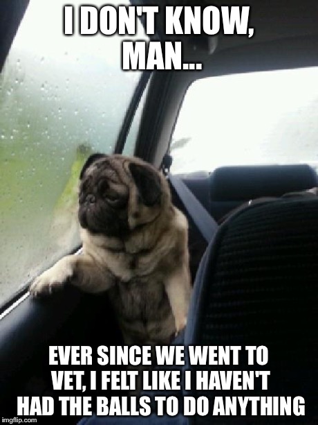 Introspective Pug | I DON'T KNOW, MAN... EVER SINCE WE WENT TO VET, I FELT LIKE I HAVEN'T HAD THE BALLS TO DO ANYTHING | image tagged in introspective pug | made w/ Imgflip meme maker