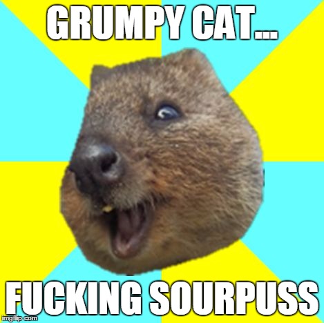 Happy Quokka | GRUMPY CAT... F**KING SOURPUSS | image tagged in happy quokka | made w/ Imgflip meme maker