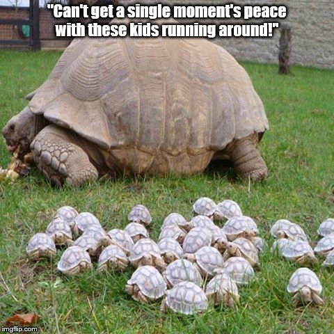 "Can't get a single moment's peace with these kids running around!" | image tagged in mother,turtles | made w/ Imgflip meme maker