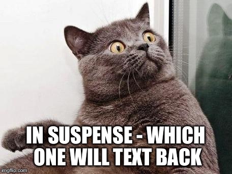 surprised cat | IN SUSPENSE - WHICH ONE WILL TEXT BACK | image tagged in surprised cat | made w/ Imgflip meme maker