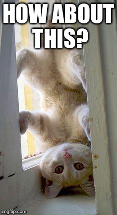upside down cat | HOW ABOUT THIS? | image tagged in upside down cat | made w/ Imgflip meme maker