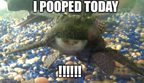 I POOPED TODAY !!!!!! | image tagged in super happy pleco | made w/ Imgflip meme maker