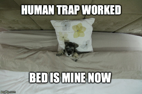 Human Trap Worked | HUMAN TRAP WORKED BED IS MINE NOW | image tagged in dogs,puppies,cute puppies,chumpiethedog,dog | made w/ Imgflip meme maker