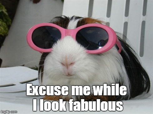 Excuse me while I look fabulous | image tagged in animal,sunglasses,fabulous | made w/ Imgflip meme maker