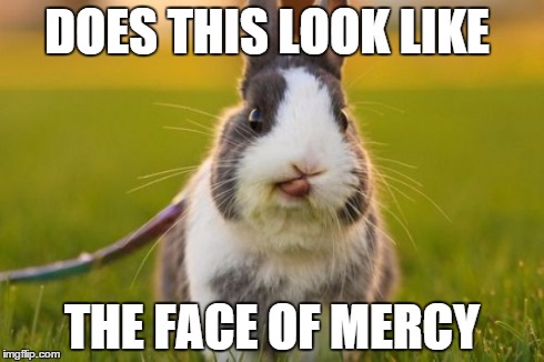 Face of Mercy Rabbit | DOES THIS LOOK LIKE THE FACE OF MERCY | image tagged in face of mercy,rabbit | made w/ Imgflip meme maker