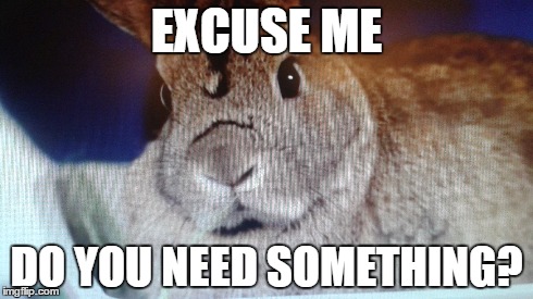 Sassy rabbit | EXCUSE ME DO YOU NEED SOMETHING? | image tagged in rabbits,rabbit,bunnies | made w/ Imgflip meme maker