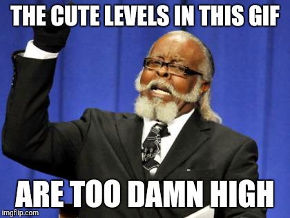 Too Damn High Meme | THE CUTE LEVELS IN THIS GIF ARE TOO DAMN HIGH | image tagged in memes,too damn high | made w/ Imgflip meme maker