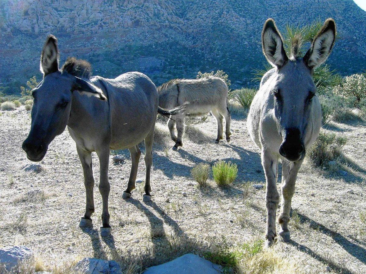 Three Burros Blank Meme Template