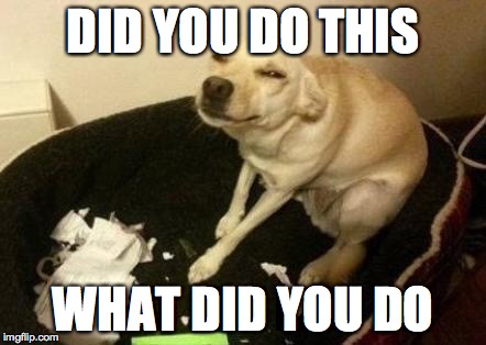 Dog guilty  | DID YOU DO THIS WHAT DID YOU DO | image tagged in dog guilty ,Images | made w/ Imgflip meme maker