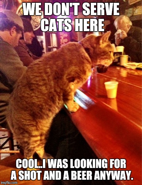 cat bar drinking | WE DON'T SERVE CATS HERE COOL..I WAS LOOKING FOR A SHOT AND A BEER ANYWAY. | image tagged in cat bar drinking | made w/ Imgflip meme maker