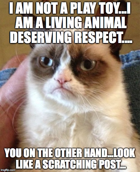Grumpy Cat Meme | I AM NOT A PLAY TOY...I AM A LIVING ANIMAL DESERVING RESPECT.... YOU ON THE OTHER HAND...LOOK LIKE A SCRATCHING POST... | image tagged in memes,grumpy cat | made w/ Imgflip meme maker