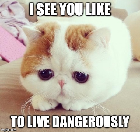 sad cat 2 | I SEE YOU LIKE TO LIVE DANGEROUSLY | image tagged in sad cat 2 | made w/ Imgflip meme maker