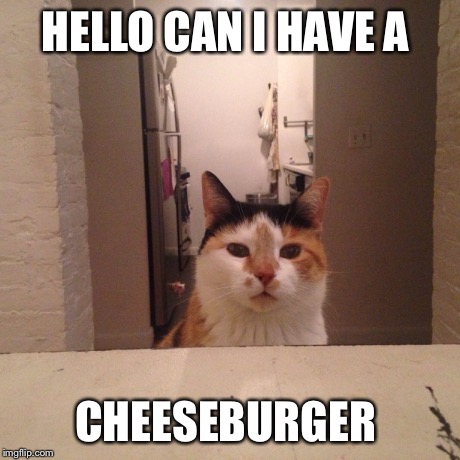 HELLO CAN I HAVE A CHEESEBURGER | image tagged in awesome,cats | made w/ Imgflip meme maker