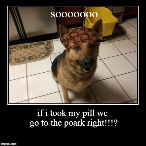 image tagged in funny,demotivationals,scumbag,dog | made w/ Imgflip demotivational maker