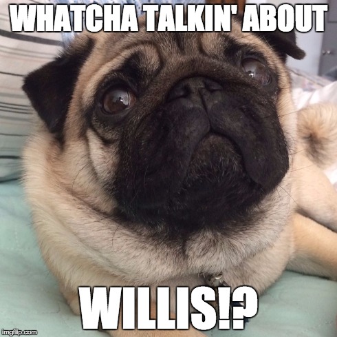 WHATCHA TALKIN' ABOUT WILLIS!? | image tagged in whatcha talkin about pug | made w/ Imgflip meme maker