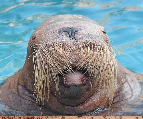 High Quality Walrus Blank Meme Template