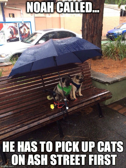 Dogs... Noah called... | NOAH CALLED... HE HAS TO PICK UP CATS ON ASH STREET FIRST | image tagged in rain,noah called | made w/ Imgflip meme maker