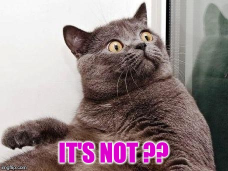surprised cat | IT'S NOT ?? | image tagged in surprised cat | made w/ Imgflip meme maker