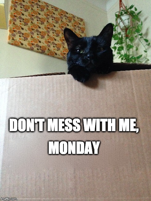 Monday's gonna die | DON'T MESS WITH ME, MONDAY | image tagged in monday,black cat pissed | made w/ Imgflip meme maker