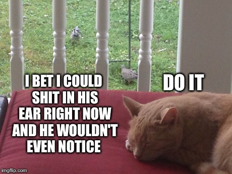 DO IT I BET I COULD SHIT IN HIS EAR RIGHT NOW AND HE WOULDN'T EVEN NOTICE | image tagged in lazy cat | made w/ Imgflip meme maker
