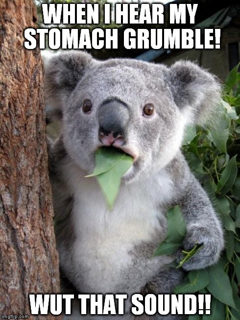 Surprised Koala | WHEN I HEAR MY STOMACH GRUMBLE! WUT THAT SOUND!! | image tagged in memes,surprised koala | made w/ Imgflip meme maker