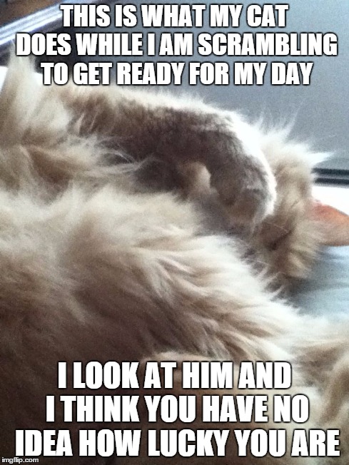 THIS IS WHAT MY CAT DOES WHILE I AM SCRAMBLING TO GET READY FOR MY DAY I LOOK AT HIM AND I THINK YOU HAVE NO IDEA HOW LUCKY YOU ARE | image tagged in lazy cat | made w/ Imgflip meme maker