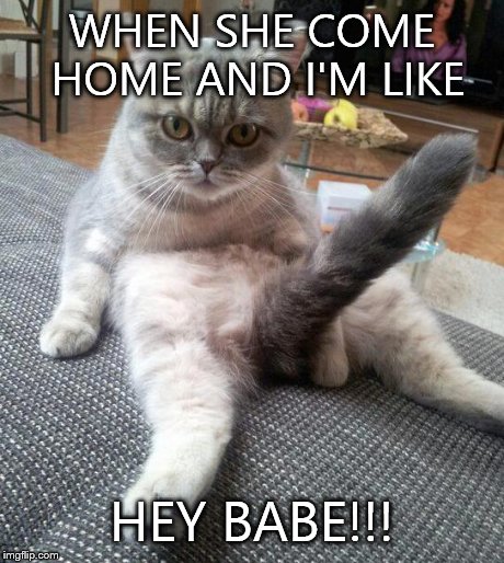 Sexy Cat Meme | WHEN SHE COME HOME AND I'M LIKE HEY BABE!!! | image tagged in memes,sexy cat | made w/ Imgflip meme maker