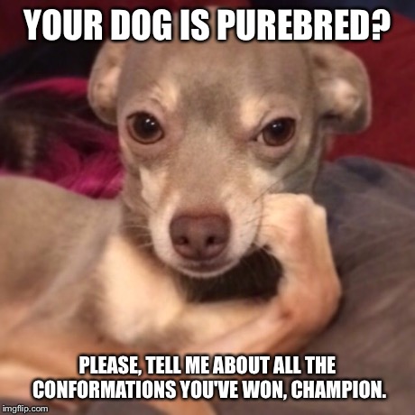 YOUR DOG IS PUREBRED? PLEASE, TELL ME ABOUT ALL THE CONFORMATIONS YOU'VE WON, CHAMPION. | image tagged in condescendingchihuahua | made w/ Imgflip meme maker