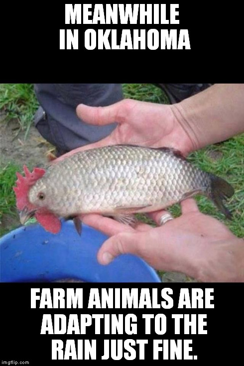 Chicken Fish | MEANWHILE IN OKLAHOMA FARM ANIMALS ARE ADAPTING TO THE RAIN JUST FINE. | image tagged in chicken fish | made w/ Imgflip meme maker