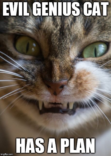 Evil Genius Cat | EVIL GENIUS CAT HAS A PLAN | image tagged in cats,evil,genius | made w/ Imgflip meme maker