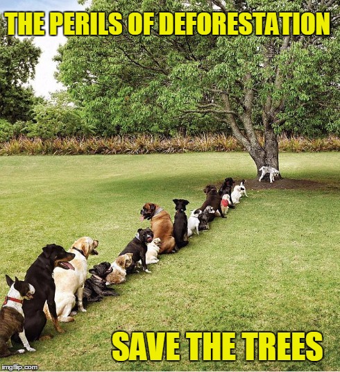 Deforestation | THE PERILS OF DEFORESTATION SAVE THE TREES | image tagged in vince vance,long line dogs,dogs in line,dogs waiting to pee,save the trees | made w/ Imgflip meme maker