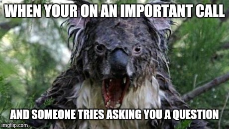 Angry Koala | WHEN YOUR ON AN IMPORTANT CALL AND SOMEONE TRIES ASKING YOU A QUESTION | image tagged in memes,angry koala | made w/ Imgflip meme maker