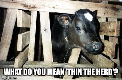 Calf Doomed For Slaughter | WHAT DO YOU MEAN 'THIN THE HERD'? | image tagged in calf doomed for slaughter | made w/ Imgflip meme maker