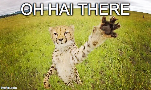 oh hai there cheetah | OH HAI THERE | image tagged in cheetah | made w/ Imgflip meme maker