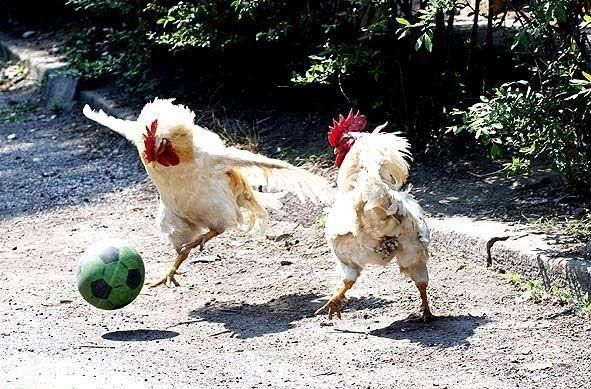 cock soccer Blank Meme Template