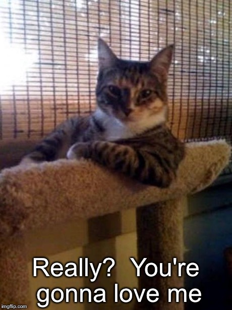 interesting cat | Really?  You're gonna love me | image tagged in interesting cat | made w/ Imgflip meme maker
