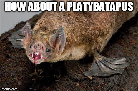 HOW ABOUT A PLATYBATAPUS | made w/ Imgflip meme maker