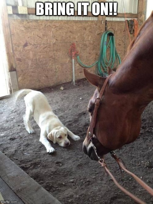 BRING IT ON!! | image tagged in horse vs dog | made w/ Imgflip meme maker