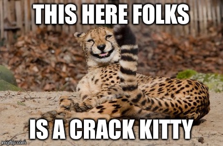 THIS HERE FOLKS IS A CRACK KITTY | image tagged in memes,funny,cats | made w/ Imgflip meme maker