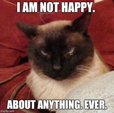 i am not angry cat meme | Poster