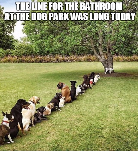 Dog park restroom | THE LINE FOR THE BATHROOM AT THE DOG PARK WAS LONG TODAY | image tagged in dog park restroom,funny | made w/ Imgflip meme maker