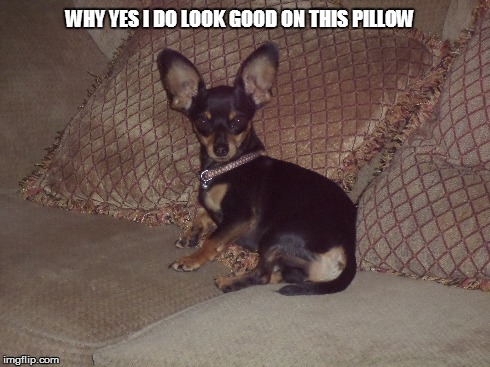 Milo | WHY YES I DO LOOK GOOD ON THIS PILLOW | image tagged in cute dog | made w/ Imgflip meme maker