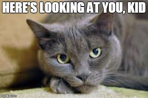 HERE'S LOOKING AT YOU, KID | image tagged in grey cat | made w/ Imgflip meme maker