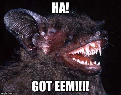 HA! GOT EEM!!!! | HA! GOT EEM!!!! | image tagged in deez nutz,memes,animals,bats | made w/ Imgflip meme maker