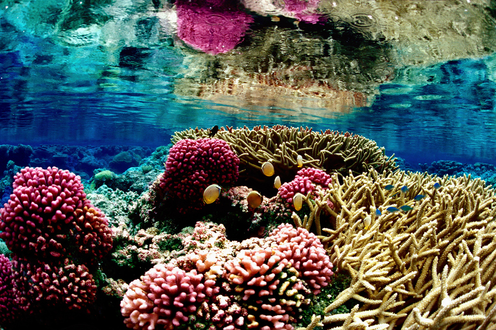 image tagged in coral,reef,fish,photography