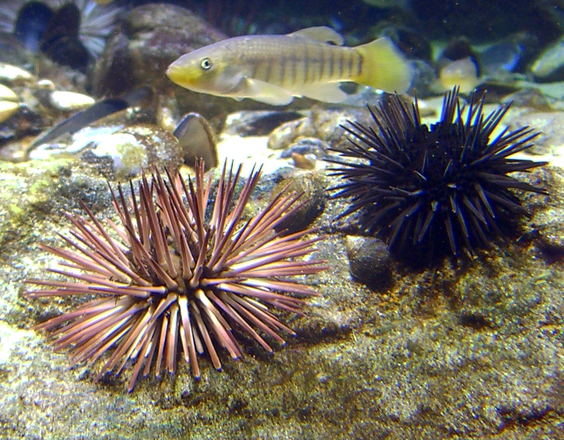 image tagged in sea urchin,fish,photography