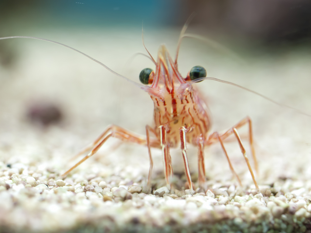 image tagged in shrimp,photography