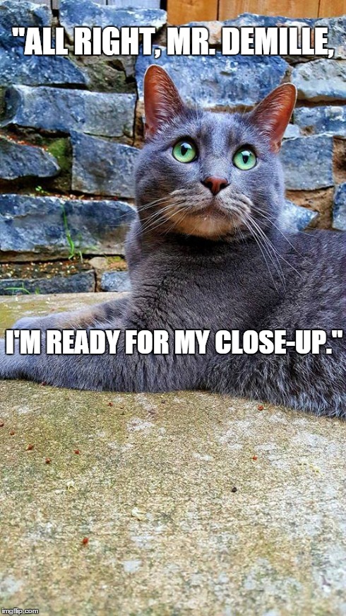 Conceited cat says... | "ALL RIGHT, MR. DEMILLE, I'M READY FOR MY CLOSE-UP." | image tagged in cats | made w/ Imgflip meme maker