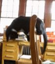 Silly Baby | image tagged in gifs,cat | made w/ Imgflip video-to-gif maker